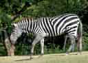 動物図鑑・グラントシマウマの写真 6